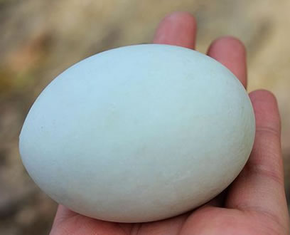 女人常吃三种蛋脸蛋不老身体好：简单有效（图）