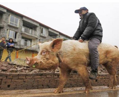 高手在民间搞笑图片大集合：高手在民间（图）