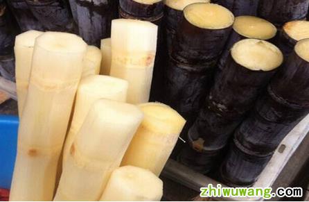 吃甘蔗可以止咳吗 甘蔗怎么吃止咳效果好