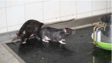 家里有老鼠怎么办：只需一招老鼠不敢进门（图）