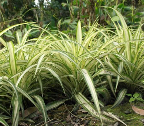 净化空气植物排名:净化空气最佳植物排名推荐 净化空气植物排名:净化空气最佳植物排名推荐