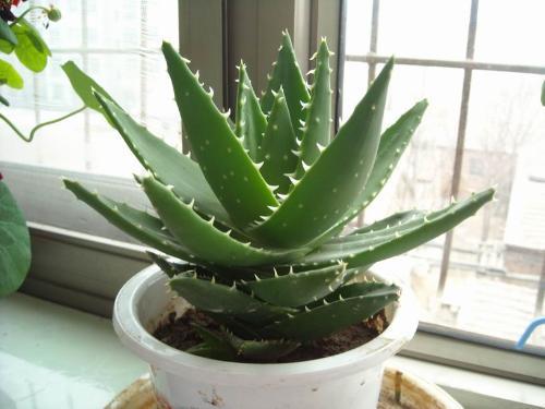 净化空气植物排名:净化空气最佳植物排名推荐 净化空气植物排名:净化空气最佳植物排名推荐