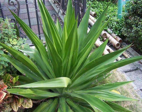 净化空气植物排名:净化空气最佳植物排名推荐 净化空气植物排名:净化空气最佳植物排名推荐