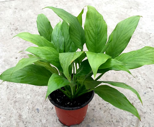 净化空气植物排名:净化空气最佳植物排名推荐 净化空气植物排名:净化空气最佳植物排名推荐