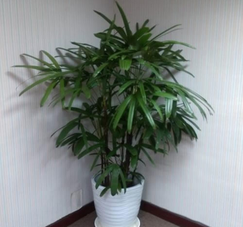 净化空气植物排名:净化空气最佳植物排名推荐 净化空气植物排名:净化空气最佳植物排名推荐