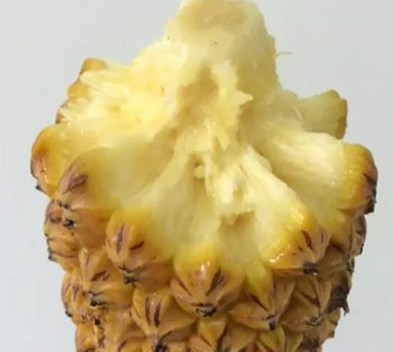 吃菠萝的好处和坏处:菠萝的正确吃法分享(图) 吃菠萝的好处和坏处:菠萝的正确吃法分享(图)