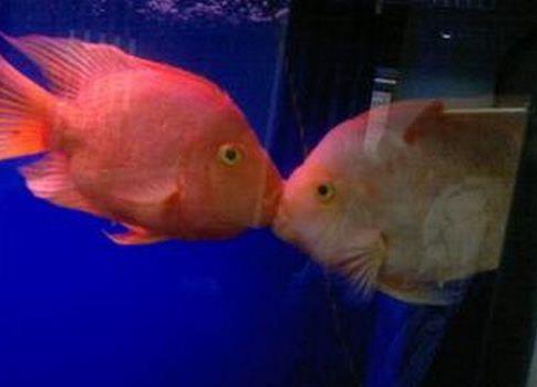 接吻鱼为什么接吻:接吻鱼介绍(图) 接吻鱼为什么接吻:接吻鱼介绍(图)