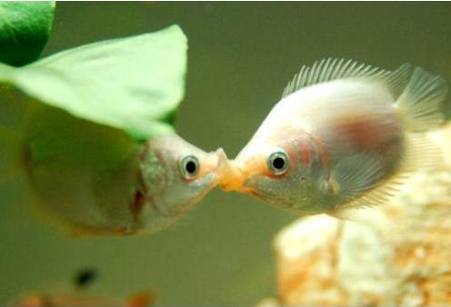 接吻鱼为什么接吻:接吻鱼介绍(图) 接吻鱼为什么接吻:接吻鱼介绍(图)