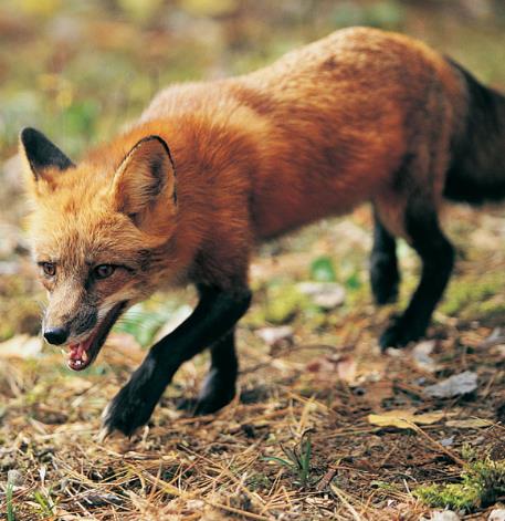 狐狸图片 狐狸资料 狐狸图片欣赏 你见过狐狸吗 狐狸图片 狐狸资料 狐狸图片欣赏 你见过狐狸吗