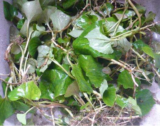 很多人嫌它臭,但是这些常见病都可以用它! 很多人嫌它臭,但是这些常见病都可以用它!