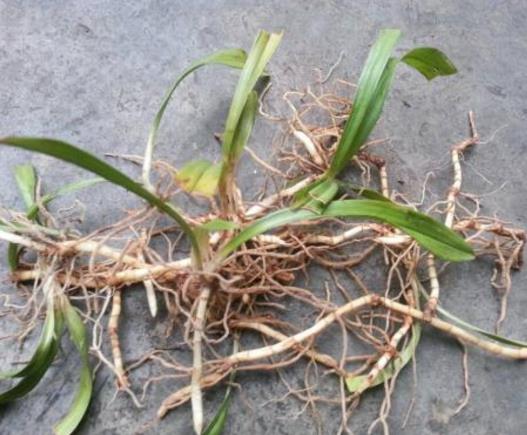 很多人嫌它臭,但是这些常见病都可以用它! 很多人嫌它臭,但是这些常见病都可以用它!