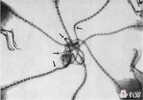 老鼠尾巴缠绕在一起,为何是不祥预兆(图) 老鼠尾巴缠绕在一起,为何是不祥预兆(图)