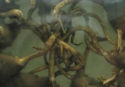 老鼠尾巴缠绕在一起,为何是不祥预兆(图) 老鼠尾巴缠绕在一起,为何是不祥预兆(图)