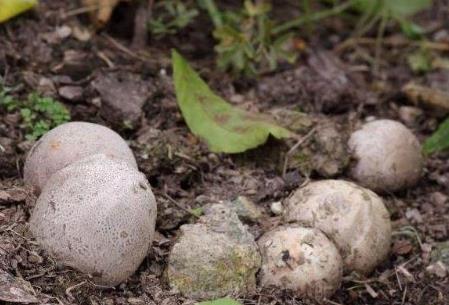 野外带几颗不寻常蛋:竟孵出这种东西(图) 野外带几颗不寻常蛋:竟孵出这种东西(图)