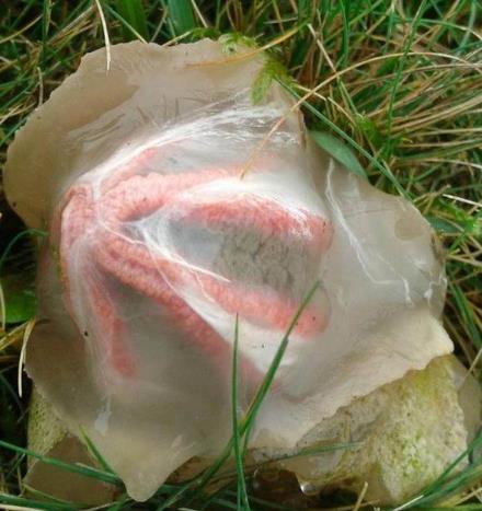 野外带几颗不寻常蛋:竟孵出这种东西(图) 野外带几颗不寻常蛋:竟孵出这种东西(图)