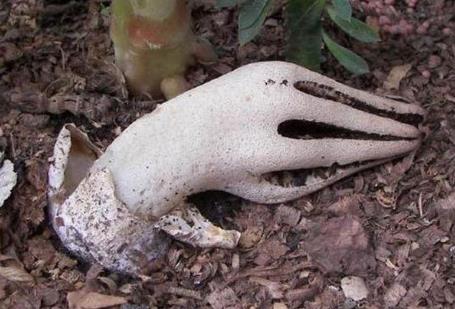 野外带几颗不寻常蛋:竟孵出这种东西(图) 野外带几颗不寻常蛋:竟孵出这种东西(图)