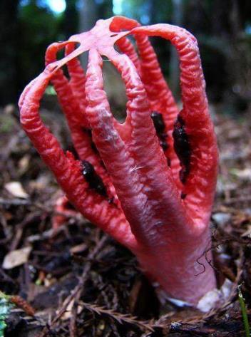 野外带几颗不寻常蛋：竟孵出这种东西（图）