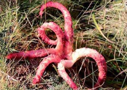 野外带几颗不寻常蛋：竟孵出这种东西（图）