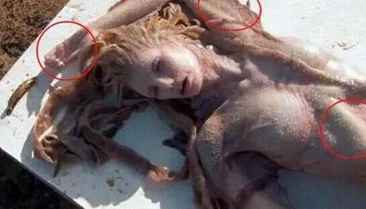 真的美人鱼真身图片,真正的美人鱼图片