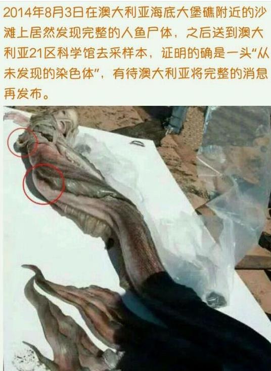 真的美人鱼真身图片,真正的美人鱼图片