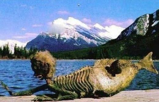 真的美人鱼真身图片,真正的美人鱼图片