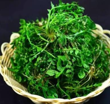 春天最该吃的5种春菜,每种都是不一样的“补”（图）