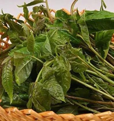 春天最该吃的5种春菜,每种都是不一样的“补”（图）