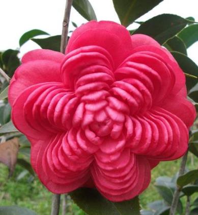 中国十大极品名贵茶花,中国十大名贵茶花鉴赏