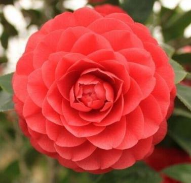 中国十大极品名贵茶花,中国十大名贵茶花鉴赏