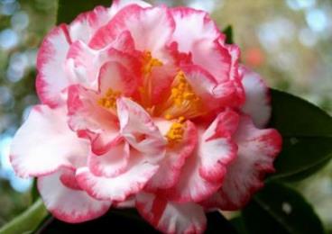 中国十大极品名贵茶花,中国十大名贵茶花鉴赏