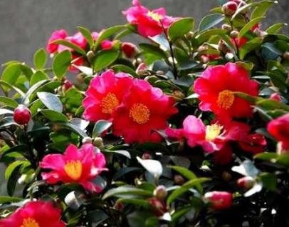 中国十大极品名贵茶花,中国十大名贵茶花鉴赏