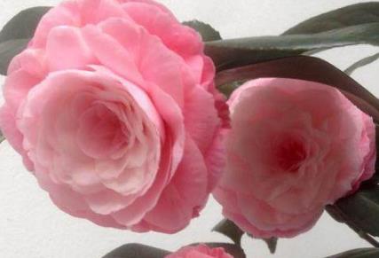 中国十大极品名贵茶花,中国十大名贵茶花鉴赏