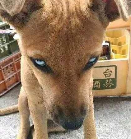 九种动物入宅,会有意想不到的吉凶（图）