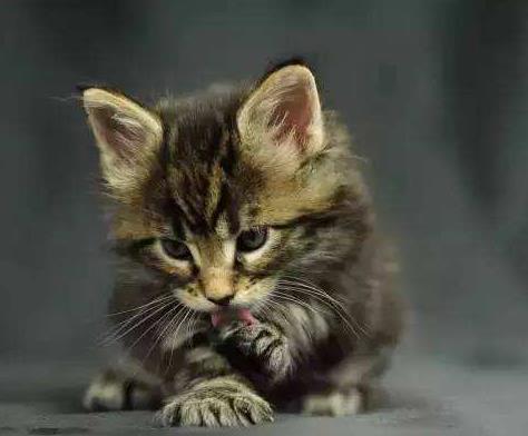 九种动物入宅,会有意想不到的吉凶（图）