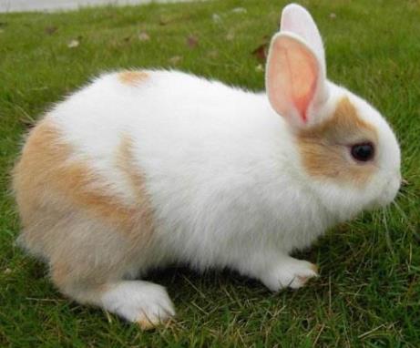 九种动物入宅,会有意想不到的吉凶（图）