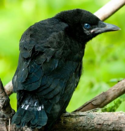 九种动物入宅,会有意想不到的吉凶（图）