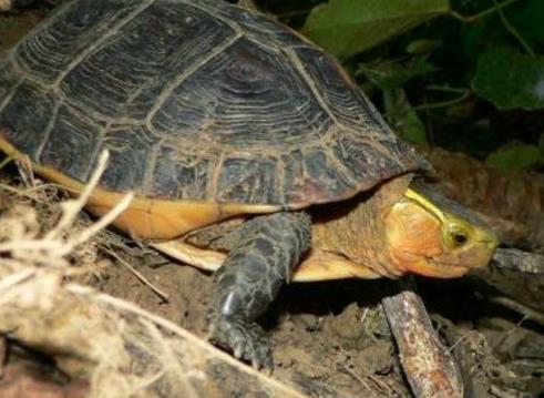 九种动物入宅,会有意想不到的吉凶（图）