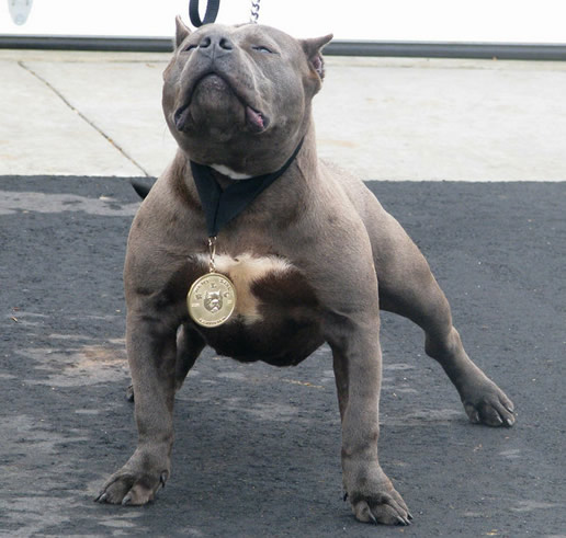 最凶猛的狗：绝对凶猛14种狗盘点