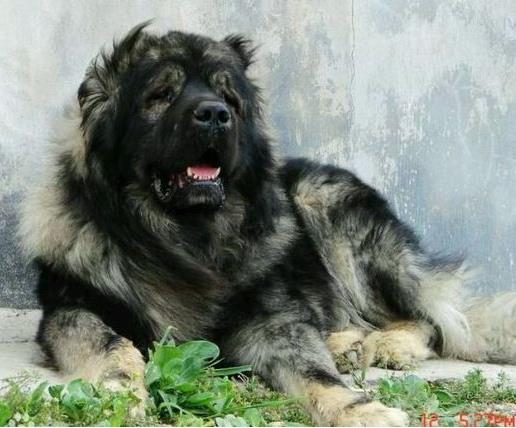 最凶猛的狗：绝对凶猛14种狗盘点