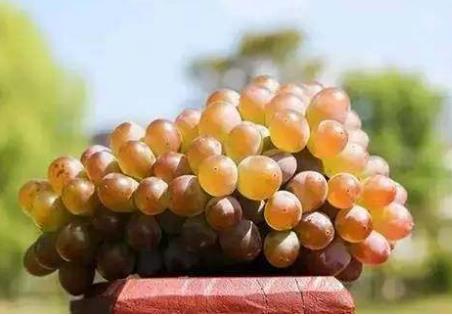 这物多吃几回白发没了血管还干净（图）