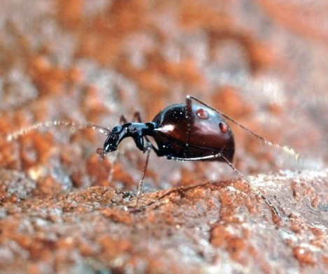 最神奇动物盘点:世界上十大最神奇的瞎子动物 最神奇动物盘点:世界上十大最神奇的瞎子动物