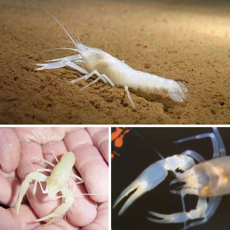 最神奇动物盘点：世界上十大最神奇的瞎子动物