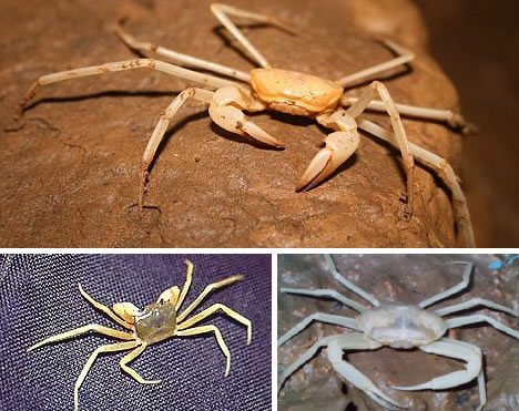 最神奇动物盘点：世界上十大最神奇的瞎子动物