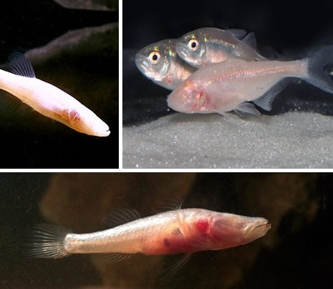 最神奇动物盘点：世界上十大最神奇的瞎子动物