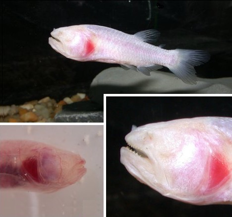 最神奇动物盘点：世界上十大最神奇的瞎子动物