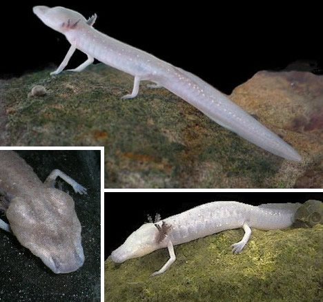 最神奇动物盘点：世界上十大最神奇的瞎子动物