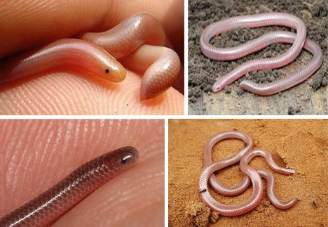 最神奇动物盘点：世界上十大最神奇的瞎子动物