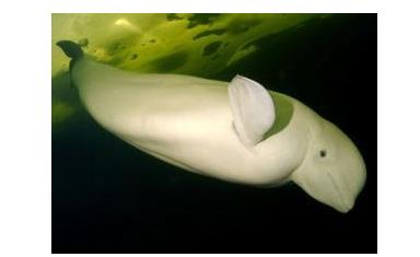 世界上十大最奇怪的动物,十大意想不到的神奇动物