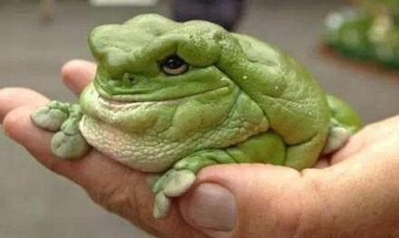 世界上十大最奇怪的动物,十大意想不到的神奇动物