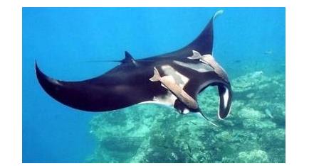 世界上十大最奇怪的动物,十大意想不到的神奇动物